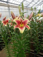 [3158 Flavia World B No01.JPG]